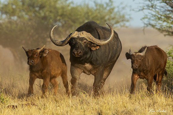 AFCB00133 - Cape Buffalo