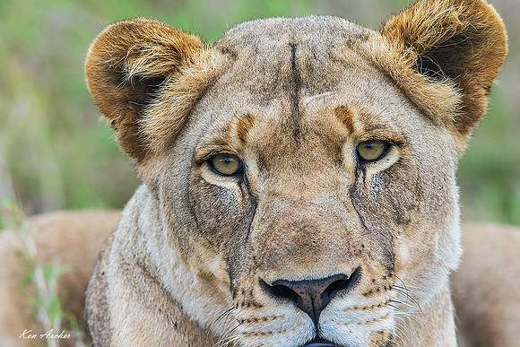 AFBL00893 - African Lion