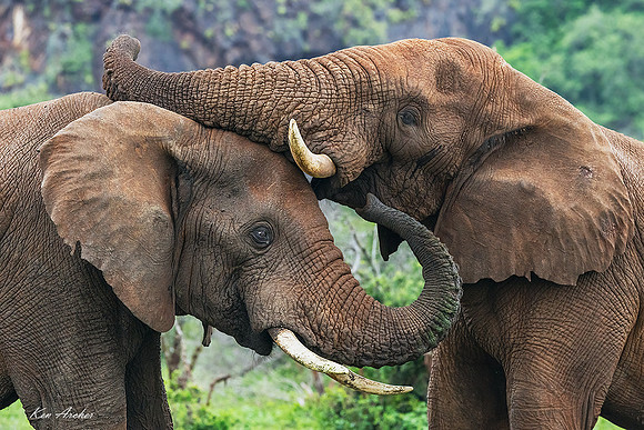 AFET00633 - African Elephant