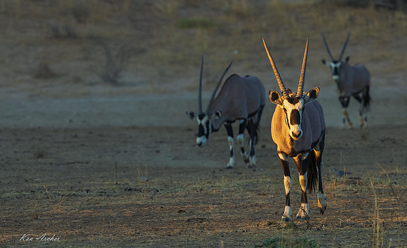 AFGK00604 - Gemsbok Oryx