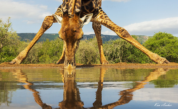 AFGF00487 - Cape Giraffe