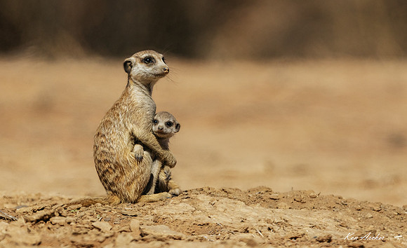 AFMT00909 - Meerkat