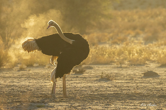 AFOH00455 - Common Ostrich