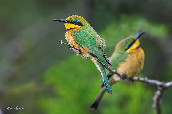 AFSB00251 - Swallow-tailed Bee-eater