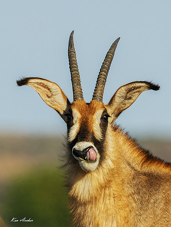 AFRA00740 - Roan Antelope