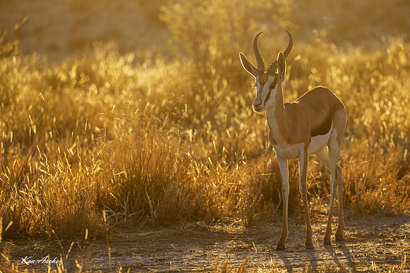 AFSP00332 - Springbok