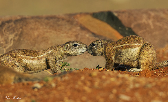 AFSQ00055 - Cape Ground Squirrel
