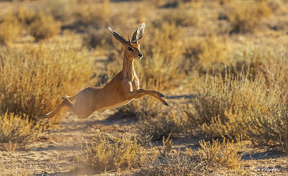 AFST00005 - Steenbok
