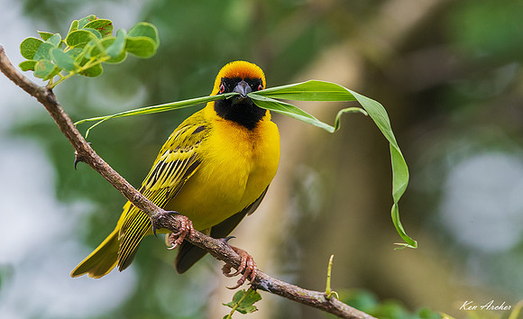 AFSW00342 - Southern Masked Weaver