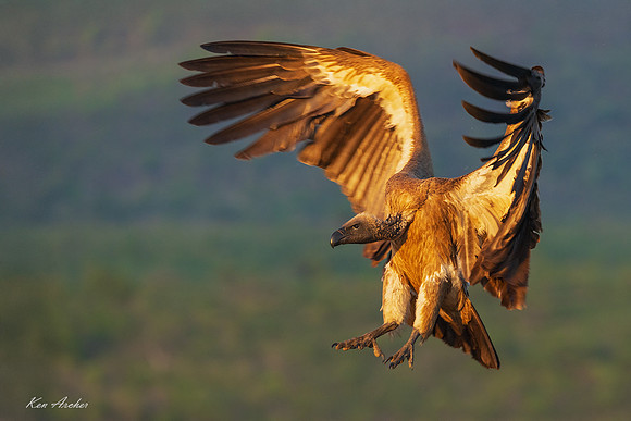 AFWV00081 - White-backed Vulture