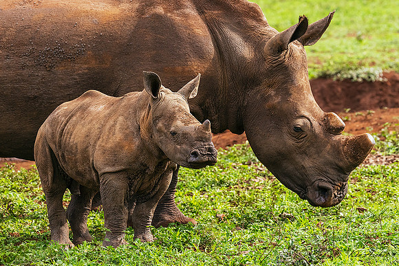 AFWR00051 - White Rhinoceros