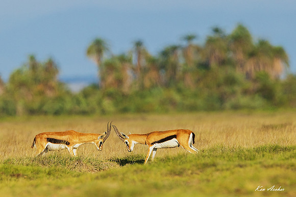AMGE00010 - Thomson's Gazelle