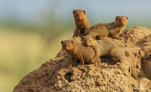 AMPM00035 - Pygmy Mongoose