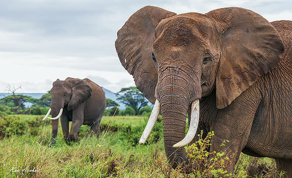 AMET00430 - African Elephant