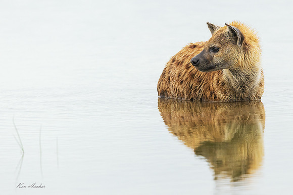 AMSH00048 - Spotted Hyena