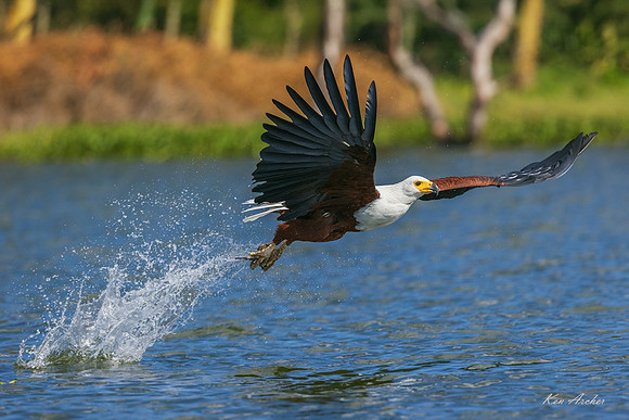 KAAF00093 - African Fish Eagle