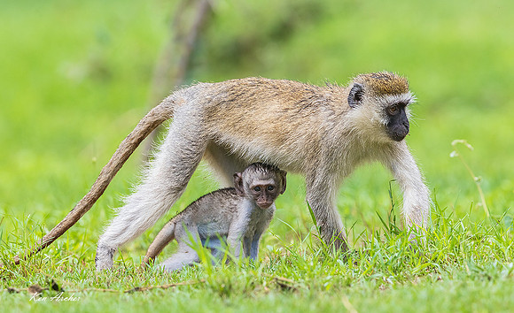 AMVM00018 - Vervet Monkey