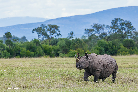 KABR00100 - Black Rhinocerus