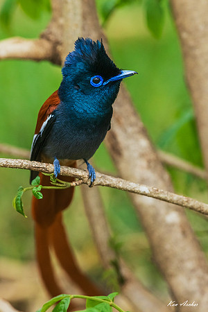 KAAP00043 - African Paradise Flycatcher