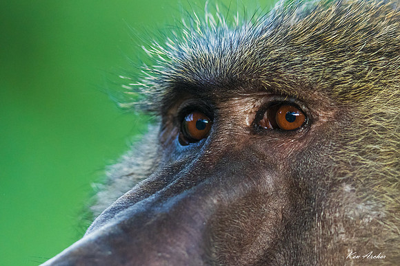 KABN00102 - Olive Baboon