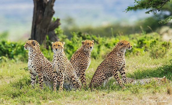 KACA00081 - Cheeta