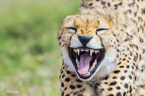 KACA00582 - Cheeta
