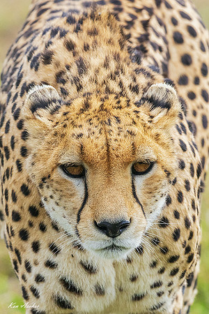 KACA00432 - Cheetah
