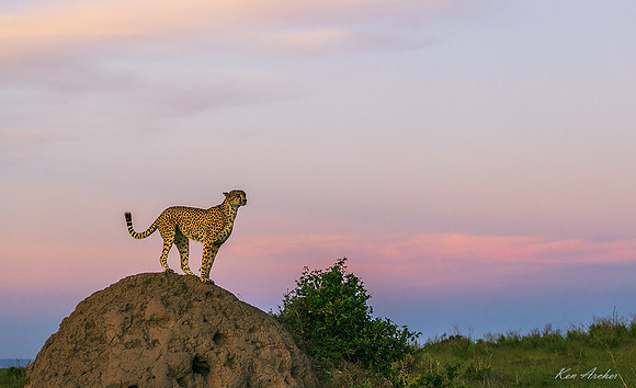 KACA01074 - Cheetah