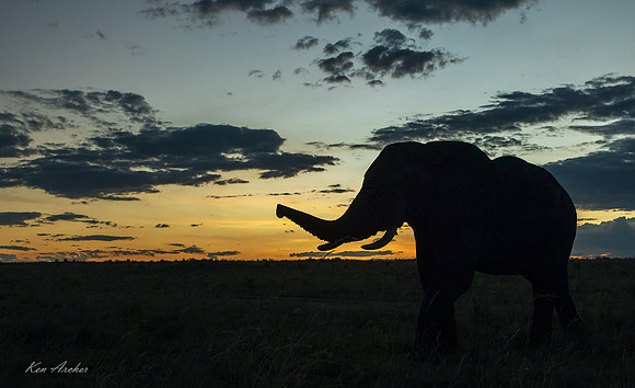KAEL00182 - African Elephant
