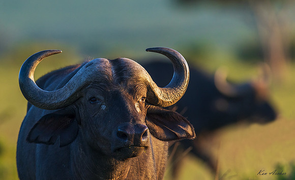 KACB00025 - Cape Buffalo