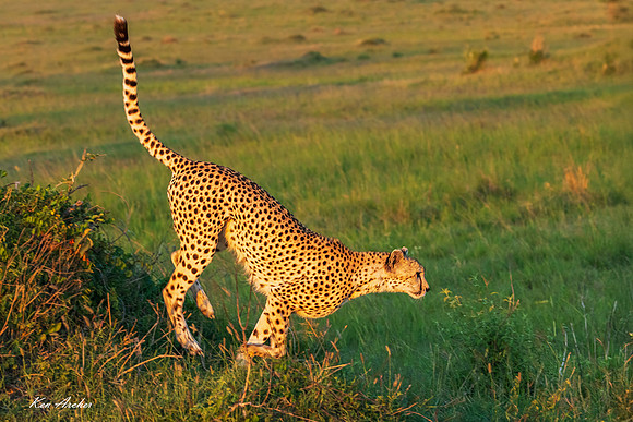 KACA00968 - Cheeta