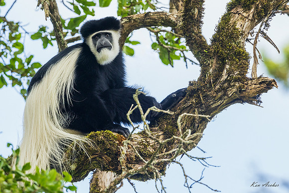 KACM00004 - Colobus Monkey