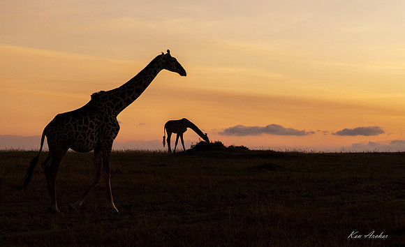 KAGF00405 - Giraffe