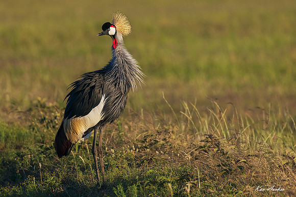 KAGC00252 - Gray-crowned Crane