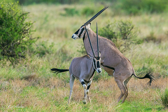 KAGK00059 - Gemsbok