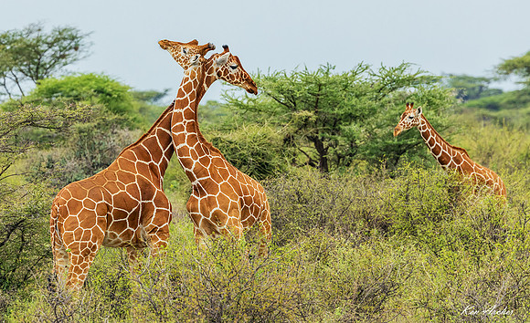 KAGF00174 - Giraffe