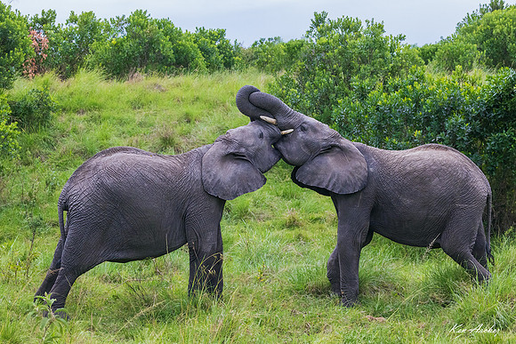 KAEL00703 - African Elephant