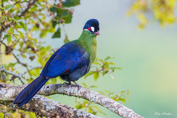 KAHT00035 - Hartlaub's Turaco