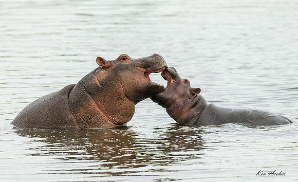 KAHP00094 - Hippopotamus