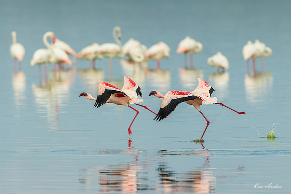 KALF00093 - Lesser Flamingo