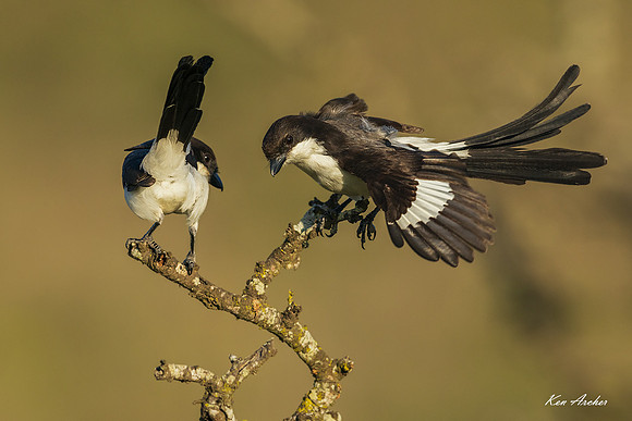 KALF00026 - Long-tailed Fiscal