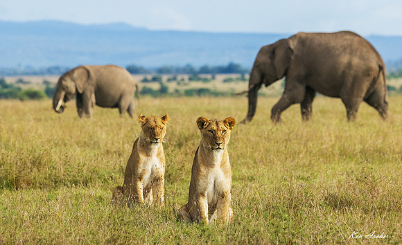 KALN00575 - African Lion