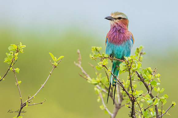 KALR00104 - Lilac-breasted Roller