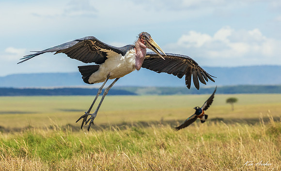 KAMS00119 - Marabou Stork