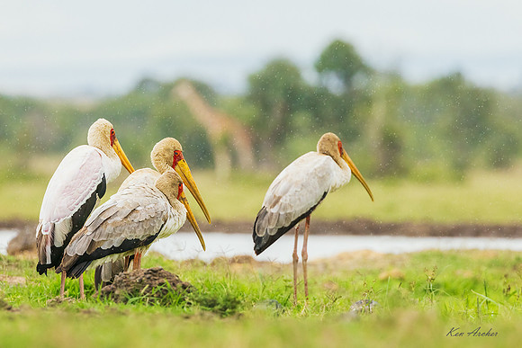 KAYS00074 - Yellow-billed Stork