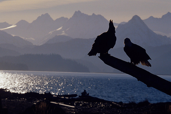 BE020479-Bald-Eagle-Pair