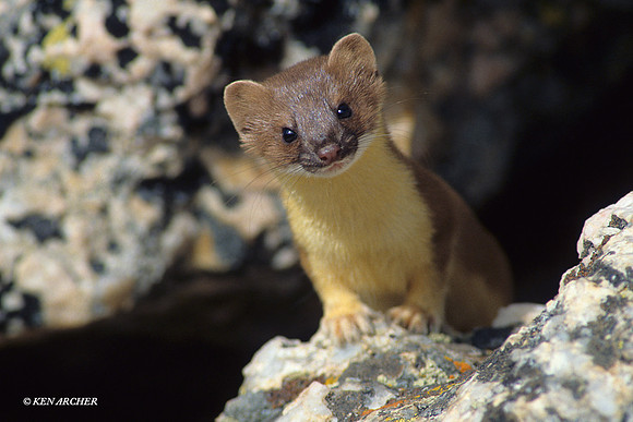 Short-tailed Weasel