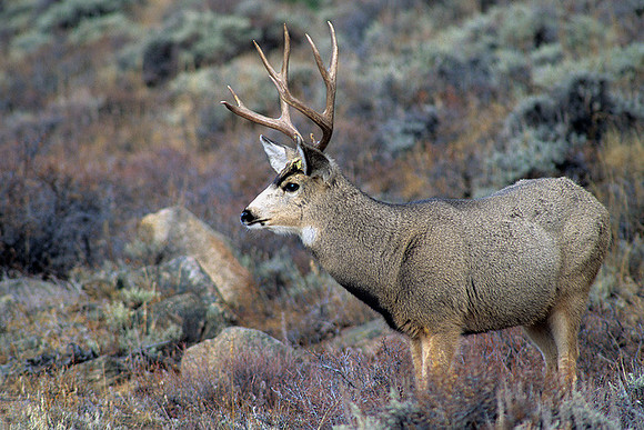 MUDR481820 Mule Deer Buck