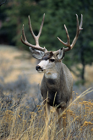 MUDR481990 Mule Deer Buck