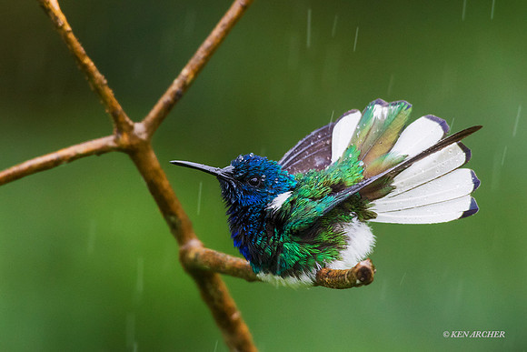 TTWJ00126a White-necked Jacobin